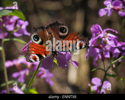 Tagpfauenauge auf Hederich Blume aus Holz Stockfoto