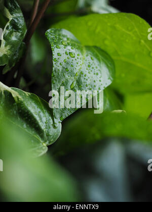Grünen Efeu Hedera mit glänzenden Blättern und weißen Adern im Regen Stockfoto