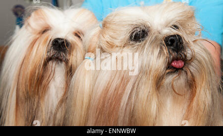 Excel, London, UK. 9. Mai 2015. 5. London Pet Show Funktionen Katzen, Hunde, Kaninchen, Reptilien, Fische, Pferde und Esel, vom 9. bis 10. Mai springen. Lhasa Apso Hunde Phoebe und Freddie posieren für die Kamera. Bildnachweis: Malcolm Park Leitartikel/Alamy Live-Nachrichten Stockfoto