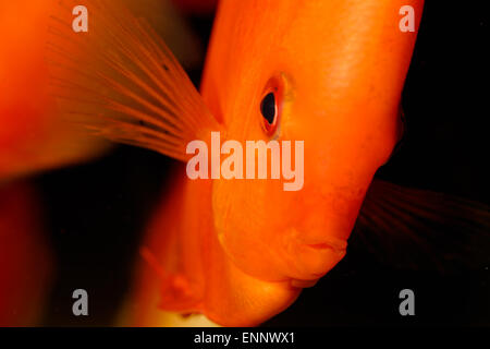 Sehr schönes Portrait von orange Discu Fisch. Stockfoto