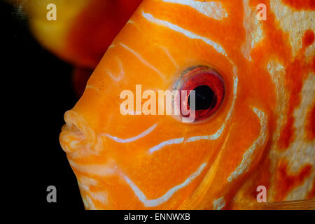 Sehr schönes Portrait von orange Discu Fisch. Stockfoto