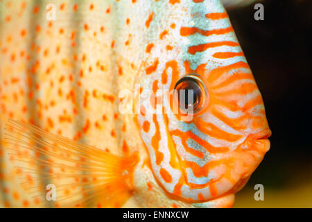 Sehr schönes Portrait von orange Discu Fisch. Stockfoto