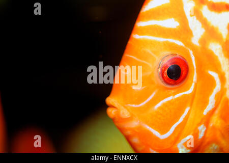 Sehr schönes Portrait von orange Discu Fisch. Stockfoto