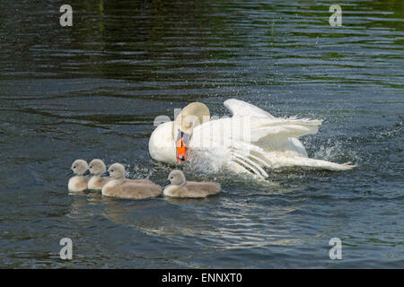 Höckerschwan Cygnus olar mit einer Familie von Frisch geschlüpfte cygnets Norfolk Stockfoto