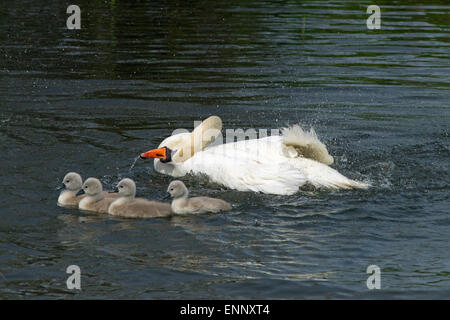 Höckerschwan Cygnus olar mit einer Familie von Frisch geschlüpfte cygnets Norfolk Stockfoto