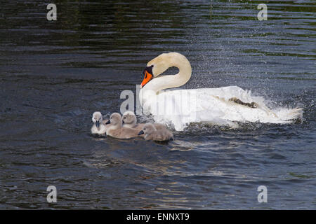 Höckerschwan Cygnus olar mit einer Familie von Frisch geschlüpfte cygnets Norfolk Stockfoto