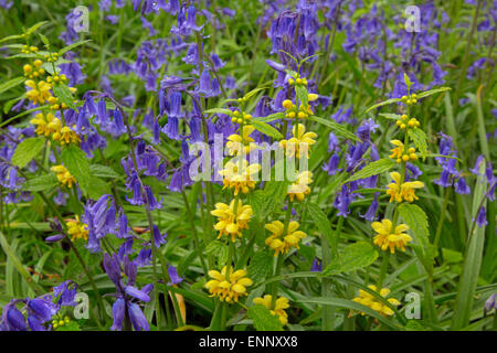 Gelbe Erzengel Lamiastrum Galeobdolon und Glockenblumen Zusammenwachsen im Frühjahr Woodland Stockfoto