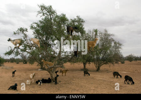 Eine Herde von Ziegen klettert einen Olivenbaum um seine Blätter und Früchte in Taroudannt Tal zu füttern. Stockfoto