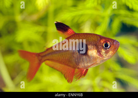 Schöne rote Tetra Fisch aus der Gattung Hyphessobrycon. Stockfoto