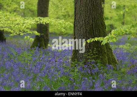 Glockenblumen/Hyacinthoides non-Scripta unter Baum Buchenwälder in Surrey, Großbritannien Stockfoto