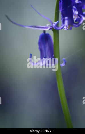 Einzigen Stamm von Glockenblumen, Surrey Waldland Stockfoto