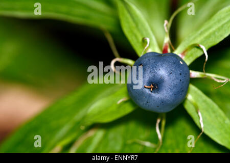 Blaue Beeren der Einbeere in der Natur. Stockfoto