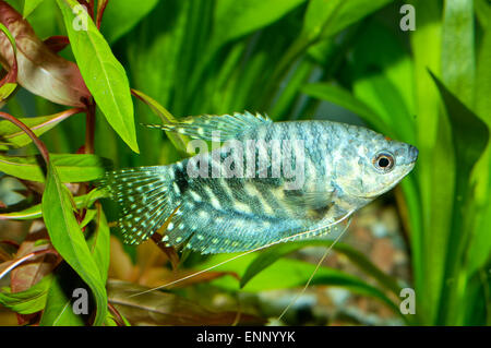 Aquarium Fisch aus der Gattung Trichopodus. Stockfoto