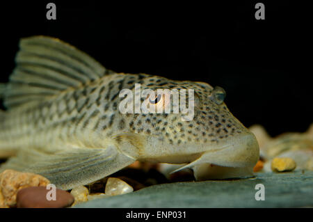 Detailliertes Portrait von Suckermouth Wels. Stockfoto