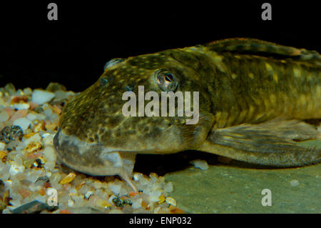 Detailliertes Portrait von Suckermouth Wels. Stockfoto