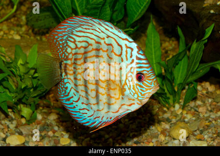 Schöne blaue Diskusfische in Aquaraium. Stockfoto