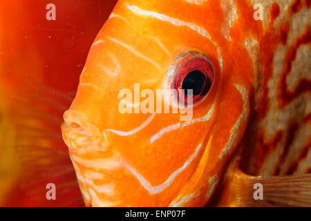 Sehr schönes Portrait von orange Discu Fisch. Stockfoto