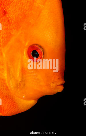 Sehr schönes Portrait von orange Discu Fisch. Stockfoto