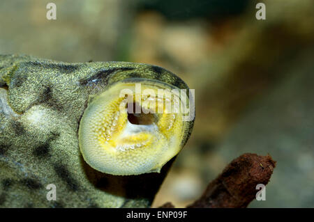 Detailliertes Portrait Mund Suckermouth Fische. Stockfoto