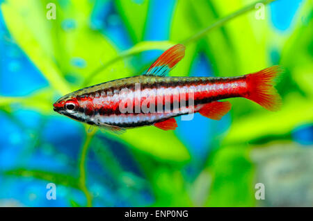 Schönes Aquarium Fisch aus der Gattung Nannostomus. Stockfoto