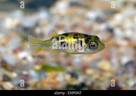 Schönes Aquarium Fisch aus der Gattung Carinotetraodon. Stockfoto