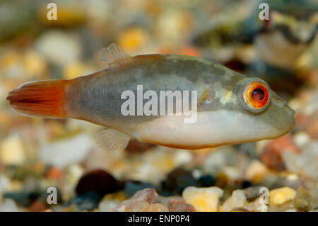 Schönes Aquarium Fisch aus der Gattung Tetraodon. Stockfoto