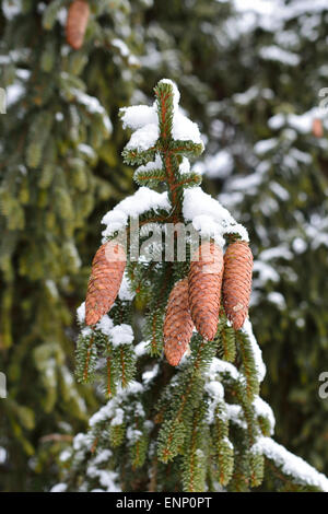 Vier schöne Tannenzapfen auf einem schneebedeckten Baum Zweig. Stockfoto