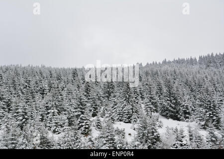 Verschneite Waldlandschaft im Winter. Stockfoto