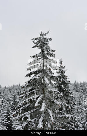 Schönen schneebedeckten Baum in Winterlandschaft. Stockfoto