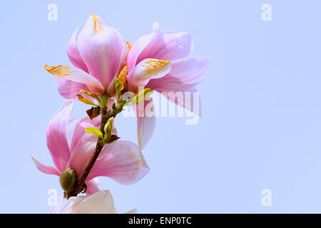 Rosa Blüten in den Baum Zweig Magnolienblüten. Stockfoto
