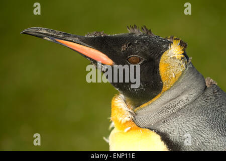 Nahaufnahme der Mauser juvenile König Pinguin. Stockfoto