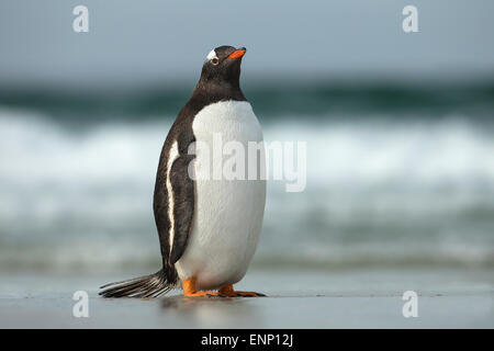 Gentoo Penguin zu Fuß auf einer sandigen Meer Küste Stockfoto