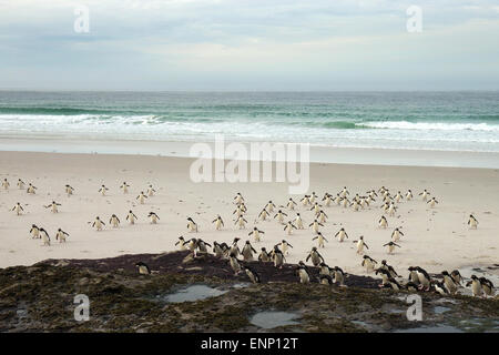 Südlichen Rockhopper Penguins Rückkehr aus dem Meer Stockfoto