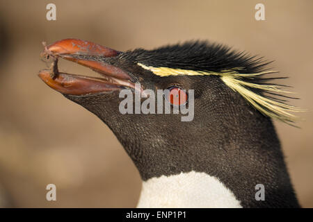 Nahaufnahme von Erwachsenen Southern Rockhopper Penguin mit einem Stein im Schnabel Falkland-Inseln Stockfoto