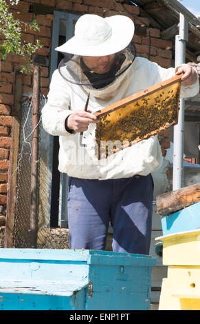 Imker mit Bienenwaben in Händen. Bulgarien, Pleven Stockfoto