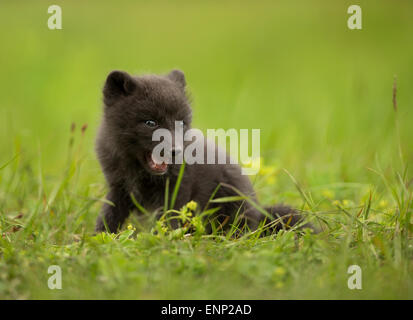 Polarfuchs Vulpes Lagopus Cub, Island Stockfoto