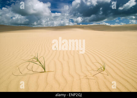 Zwei kleine Büsche des Grases mitten in der Wüste Stockfoto