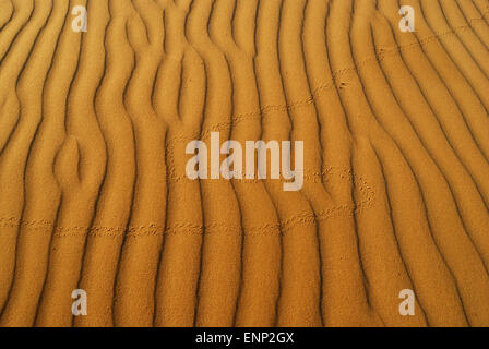 Gelben weicher Sand in der Wüste mit Sand Muster und Linien und Schatten und mit Vogelfuß druckt Stockfoto
