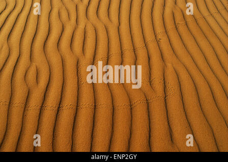 Gelben weicher Sand in der Wüste mit Sand Muster und Linien und Schatten und mit Vogelfuß druckt Stockfoto