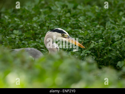 Graureiher Ardea Cinerea im Teich, UK Stockfoto