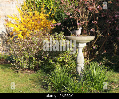 Eine Taube nimmt einen Schluck aus einem Vogelbad Stockfoto