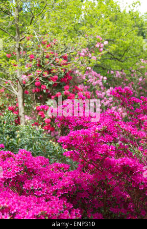 Hervorragende Azaleen und Rhododendren in Langley Country Park, Buckinghamshire Stockfoto