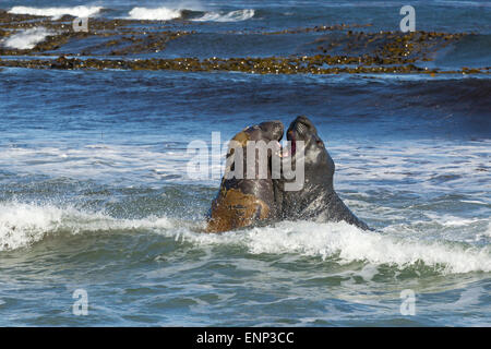 Seeelefanten kämpfen im Wasser, Falkland-Inseln Stockfoto