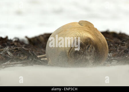 Nahaufnahme von einer juvenilen Southern Elephant seal im Sandsturm, Falkland-Inseln Stockfoto