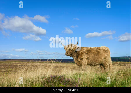 Schottische Hochlandrinder Weiden auf der offenen Weide im Herzen von North York Moors National Park an einem sonnigen Tag im Sommer. Stockfoto