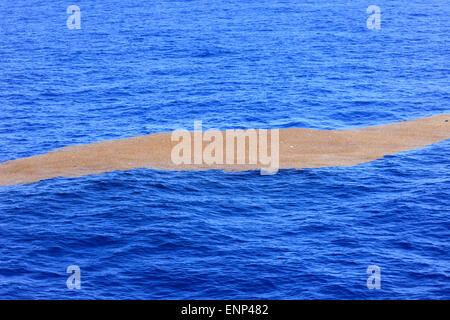 Algen und Strandgut im Ozean Stockfoto