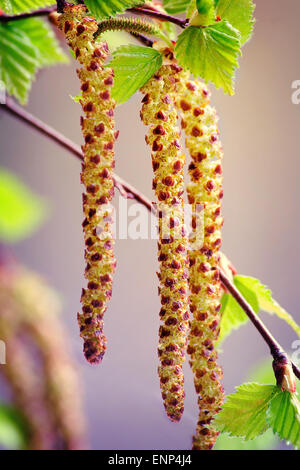 Die jungen Triebe der Birke mit die ersten grünen Blätter und Blüten gegen den Himmel. Closeup präsentiert. Stockfoto