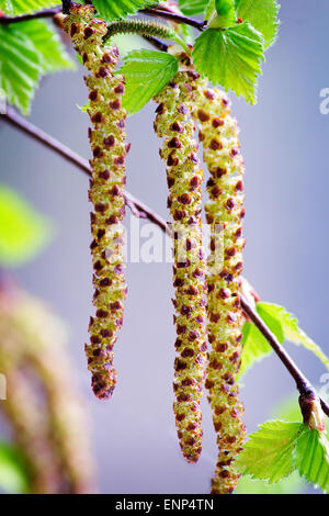 Die jungen Triebe der Birke mit die ersten grünen Blätter und Blüten gegen den Himmel. Closeup präsentiert. Stockfoto