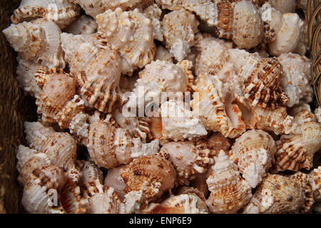 Eine Auswahl an Muscheln in einem Weidenkorb. Stockfoto