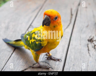 Wellensittich auf Holz Schreibtisch Stockfoto